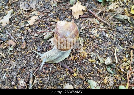 Nahaufnahme einer Helix pomatia (gebräuchliche Namen: Römische Schnecke, Burgunder Schnecke, essbare Schnecke oder Escargot). Stockfoto