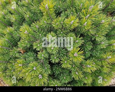 Nahaufnahme der immergrünen, langsam und niedrig wachsenden Kiefer Pinus mugo Mops oder Zwergberkiefer. Stockfoto