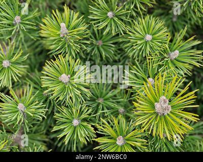 Nahaufnahme des immergrünen, niedrig und langsam wachsenden Pinus mugo Mops. Stockfoto