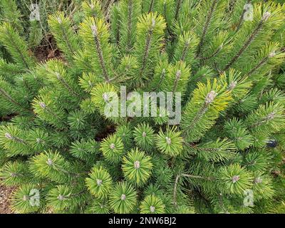 Nahaufnahme der immergrünen, langsam und niedrig wachsenden Kiefer Pinus mugo oder Zwergberkiefer. Stockfoto