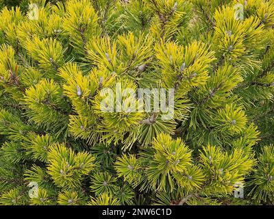 Nahaufnahme des niedrig und langsam wachsenden Pinus mungo Wintergold an der Gartengrenze. Stockfoto