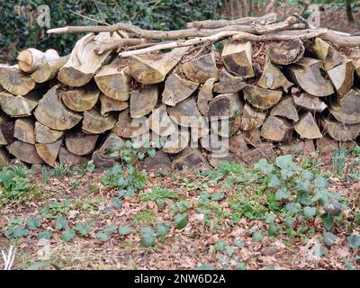 Haufen geschnittenes Holz, das im Winter im Waldgarten im Freien zu sehen ist. Stockfoto