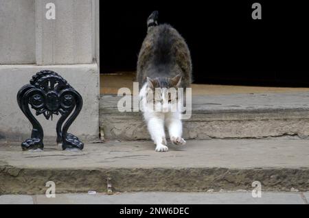 Larry the Cat - Chief Mouser zum Kabinettsbüro seit 2011 - mit einem Abschnitt im Eingang der Downing Street 10, Februar 2023 Stockfoto