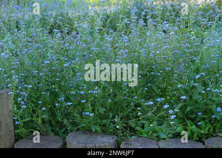 Blaue Alpenblumen auf einer grünen Lichtung im Frühling. Wilde Wiese in den Bergen. Vergiss-mich-nicht-Myosotis Scorpioides blüht. Stockfoto