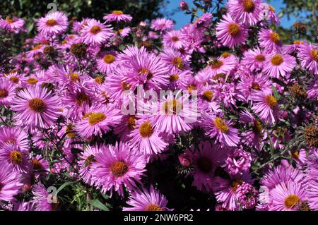 Im Blumenbeet im Garten blühen mehrjährige Buschaster Stockfoto