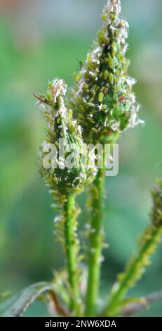 Uber die Rosenblattläuse (macrosiphum rosae) - Pflanzenfresser Schädlinge Stockfoto