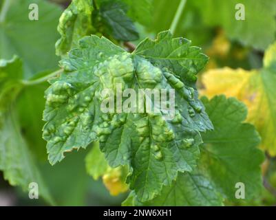 Rote Johannisbeeren, deren Blätter durch Blattläuse beschädigt sind (Cryptomyzus ribis) Stockfoto