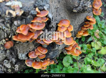 Flammulina velutipes Winterpilze, die in freier Wildbahn auf einem alten Baumstamm wachsen Stockfoto