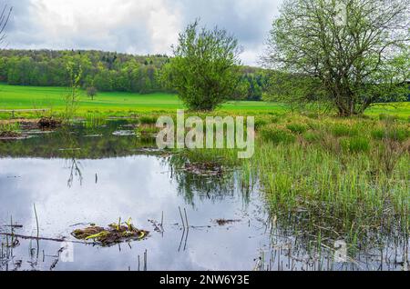 Schopfloch-Torfmoor, ein Hochmoor und Naturschutzgebiet in der Schwäbischen Alb bei Schopfloch, Lenningen, Baden-Württemberg, Deutschland, Europa. Stockfoto