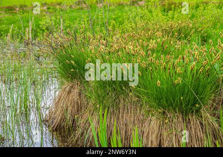 Schopfloch-Torfmoor, ein Hochmoor und Naturschutzgebiet in der Schwäbischen Alb bei Schopfloch, Lenningen, Baden-Württemberg, Deutschland, Europa. Stockfoto