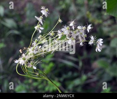 In freier Wildbahn blüht Filipendula auf der Wiese unter den Gräsern Stockfoto