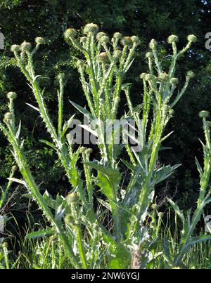 Die hohe und stachelige Distel Onopordum Acanthium wächst in freier Wildbahn Stockfoto