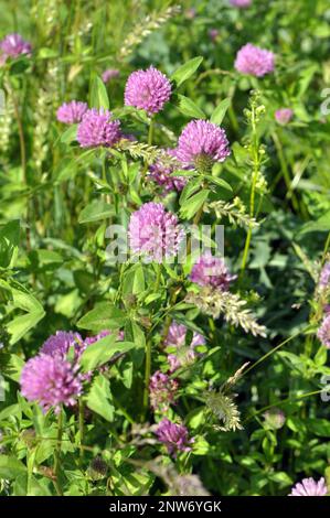 Wiesenklee (Trifolium pratense) wächst auf der Wiese zwischen Wildgräsern Stockfoto