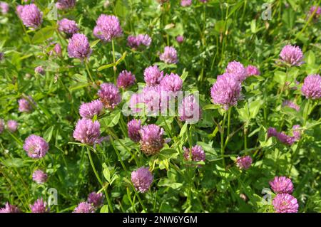 Wiesenklee (Trifolium pratense) wächst auf der Wiese zwischen Wildgräsern Stockfoto