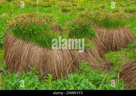 Schopfloch-Torfmoor, ein Hochmoor und Naturschutzgebiet in der Schwäbischen Alb bei Schopfloch, Lenningen, Baden-Württemberg, Deutschland, Europa. Stockfoto