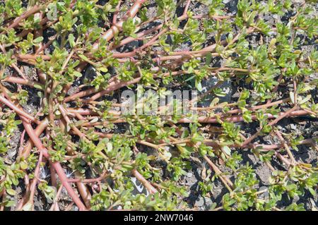 In der Natur, im Boden, wie ein Unkraut Portulaca oleracea (Portulaca oleracea) Stockfoto