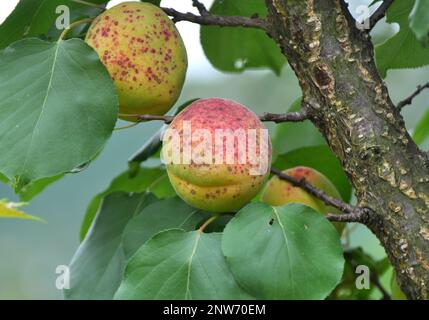 Aprikosen reifen auf einem Ast im Obstgarten Stockfoto