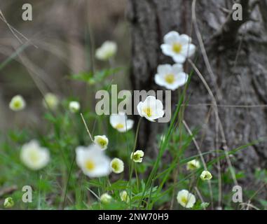 Im Frühling blüht Anemone sylvestris im Wald Stockfoto