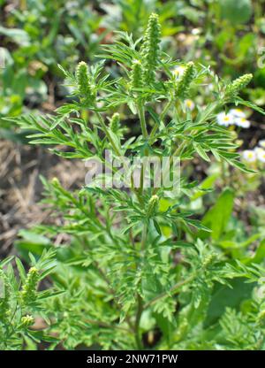 Im Sommer wächst Ragweed (Ambrosia artemisiifolia) in freier Wildbahn Stockfoto