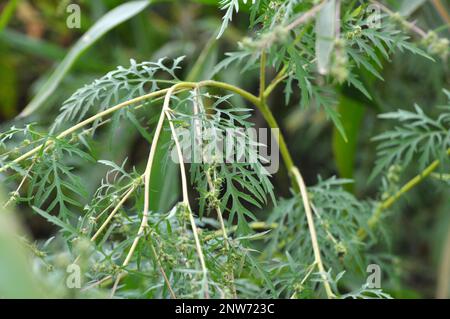 Im Sommer wächst Ragweed (Ambrosia artemisiifolia) in freier Wildbahn Stockfoto