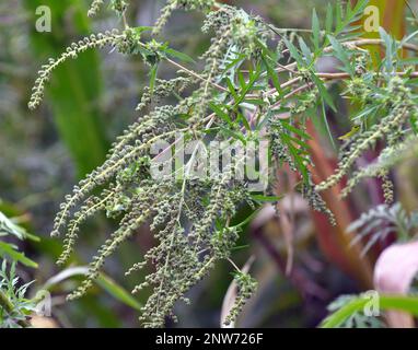 Im Sommer wächst Ragweed (Ambrosia artemisiifolia) in freier Wildbahn Stockfoto