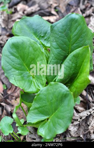 Arum (Arum besserianum) wächst im Wald im Frühjahr. Stockfoto