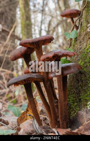 Winterpilz Cortinarius cinnamomeus Stockfoto