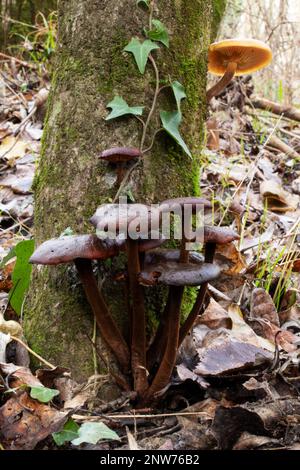 Winterpilz Cortinarius cinnamomeus Stockfoto