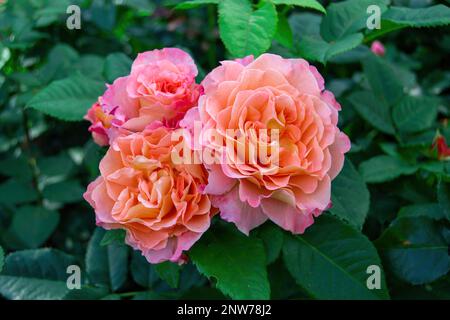 Rosa Augusta Luise, hübsche Hybrid-Tea-Rose-Pflanze. Wunderschön blühende blassblonde Blume. Von Sonnenlicht beleuchtet. Stockfoto