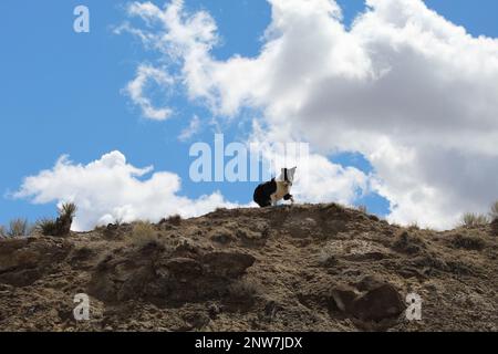 Border Collie auf dem Berggipfel Stockfoto
