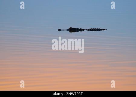 Ein amerikanischer Alligator gleitet auf der Suche nach einem Abendessen durch den Lake Apopka im Newton Park in der Nähe von Winter Garden, Florida. Stockfoto