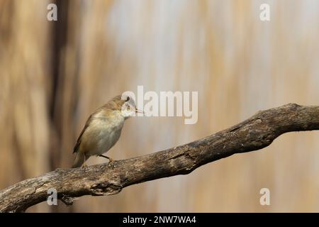 Großer Schilfrohrkriecher (Acrocephalus arundinaceus), der auf einem Zweig am Fluss (Teich) mit verschwommenem Schilfrohgrund sitzt. Natur, Vogel, Europa. Stockfoto