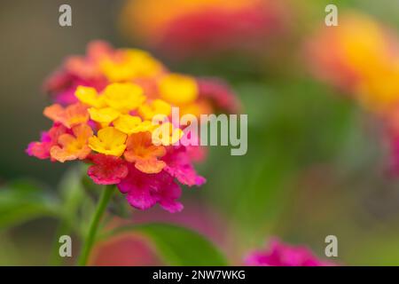 Gros Plan sur une Fleur de lantana jaune, Orange und Magenta, Arrière-Plan flou et verdoyant Stockfoto