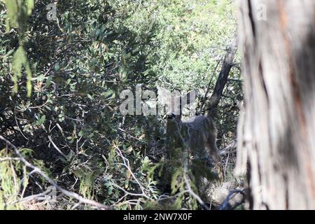 Big Bend Nationalpark Stockfoto