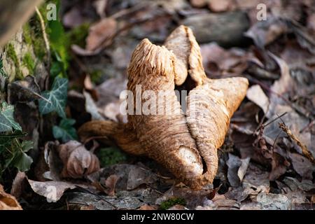 Winterpilz Cortinarius cinnamomeus Stockfoto