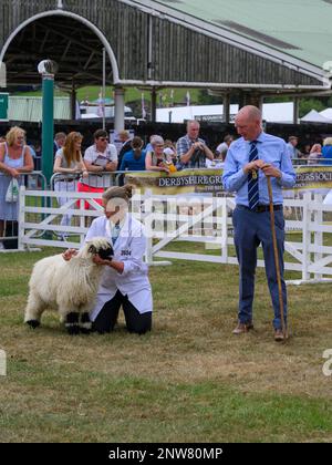 Das niedliche Walais Blacknose Sheep (weiß und schwarz Shaggy Fleece) steht zusammen mit der Bäuerin (Frau) zum Jurieren – Great Yorkshire Country Show, Harrogate England, Großbritannien. Stockfoto