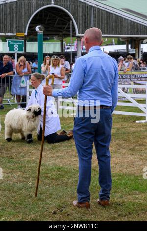 Das niedliche Walais Blacknose Sheep (weiß und schwarz Shaggy Fleece) steht zusammen mit der Bäuerin (Frau) zum Jurieren – Great Yorkshire Country Show, Harrogate England, Großbritannien. Stockfoto