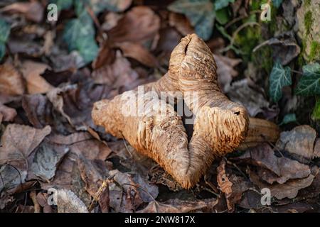 Winterpilz Cortinarius cinnamomeus Stockfoto