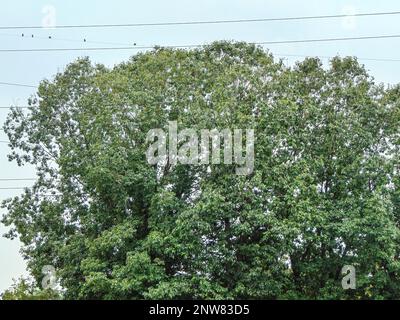 Eichenbäume in Rumänien. Große Bäume Stockfoto