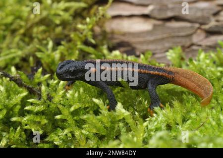 Farbenfrohe Nahaufnahme eines in Gefangenschaft gezüchteten Jugendlichen des vom Aussterben bedrohten asiatischen Rotschwanzmolchs Tylototriton kweichowensis, der auf Moos sitzt Stockfoto