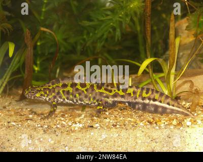 Meeresnähe auf einem beeindruckenden französischen Marmormolch, Triturus marmoratus Stockfoto