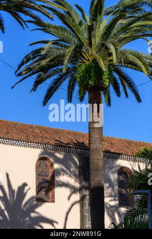 Hohe Palmen werfen Palmenfronden Schatten auf die pastellfarbene Stuckwand der Kirche der Unbefleckten Empfängnis in La Laguna, Teneriffa Stockfoto