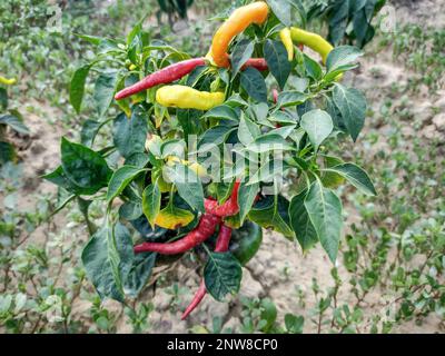 Paprika im Garten. Gemüse im Garten Stockfoto