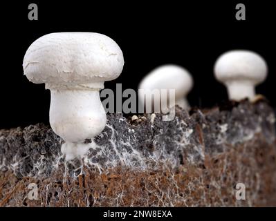 Weißer Pilz, agaricus bisporus oder Champignon, mit Myzel im Boden, Seitenansicht des Bodens mit Myzel auf schwarzem Hintergrund Stockfoto