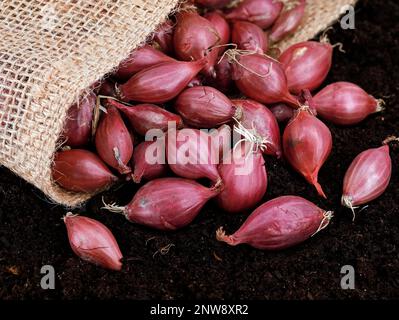 Rote Zwiebeln, allium cepa, in Leinensack auf Gartenboden, bereit zum Pflanzen Stockfoto