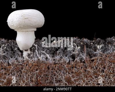 Weißer Pilz, agaricus bisporus oder Champignon, mit Myzel im Boden, Seitenansicht des Bodens mit Myzel auf schwarzem Hintergrund Stockfoto