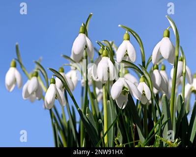 Schneegruppen, galanthus im Frühling im Sonnenlicht vor blauem Himmel Stockfoto