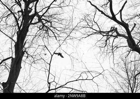 Ein Vogel fliegt über Bäume ohne Blätter. Eine dramatische Szene am Himmel der kalten Jahreszeit. Stockfoto