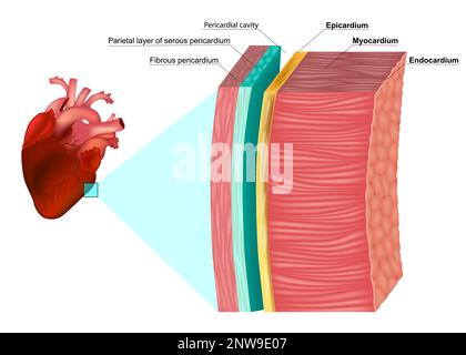 Die Schichten der Herzwandanatomie. Myokard, Epikard, Endokard und Perikard. Herzwal-Struktur Stock Vektor