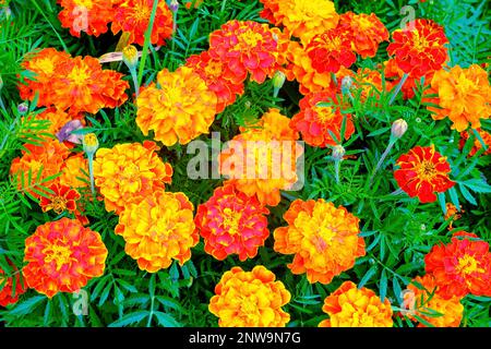 Tagetes ist eine Gattung einjähriger oder mehrjähriger, meist krautiger Pflanzen der Familie Asteraceae Stockfoto